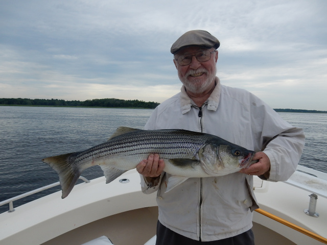 Newburyport striped bass fishing